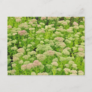 Sedum "Autumn Joy" in het Briefkaart van Late Augu