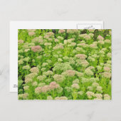 Sedum "Autumn Joy" in het Briefkaart van Late Augu (Voorkant / Achterkant)