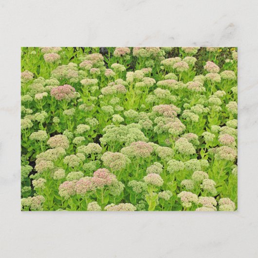 Sedum "Autumn Joy" in het Briefkaart van Late Augu (Voorkant)