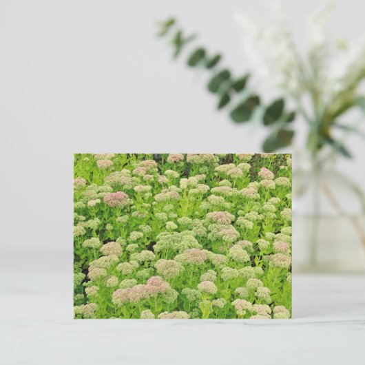 Sedum "Autumn Joy" in het Briefkaart van Late Augu (Staand voorkant)