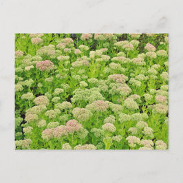 Sedum "Autumn Joy" in het Briefkaart van Late Augu