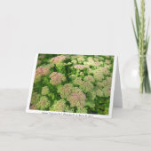 Sedum Autumn Joy Kaart (Achterkant)
