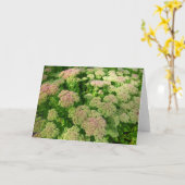Sedum Autumn Joy Kaart (Gele Bloem)