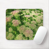 Sedum "Autumn Joy" Muismat (Met muis)