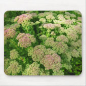 Sedum "Autumn Joy" Muismat (Voorkant)