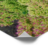 Sedum Autumn Joy Poster (Hoek)