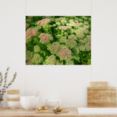 Sedum Autumn Joy Poster (Keuken)