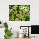 Sedum Autumn Joy Poster (Thuiskantoor)