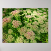 Sedum Autumn Joy Poster (Voorkant)