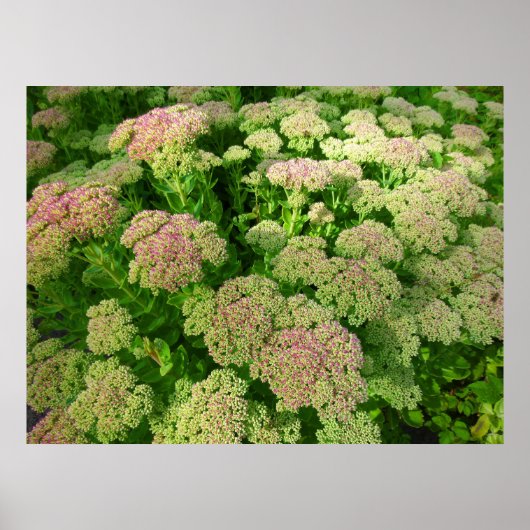 Sedum Autumn Joy Poster (Voorkant)