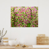 Sedum Autumn Joy Poster (Keuken)