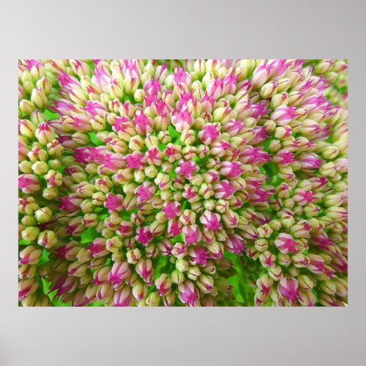 Sedum Autumn Joy Poster (Voorkant)