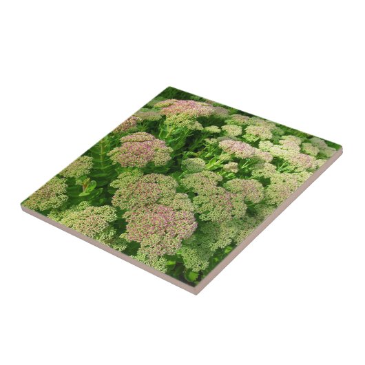 Sedum "Autumn Joy" Tegeltje (Zijkant)