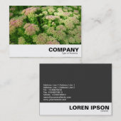Sedum "Autumn Joy" Visitekaartje (Voorkant / Achterkant)