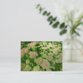 Sedum "Autumn Joy" Visitekaartje (Staand voorkant)