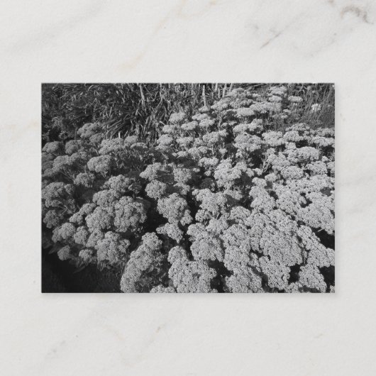 Sedum "Autumn Joy" Visitekaartje (Voorkant)