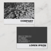 Sedum "Autumn Joy" Visitekaartje (Voorkant / Achterkant)