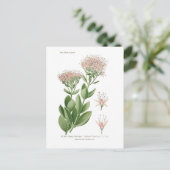 Sedum fabarium briefkaart (Staand voorkant)