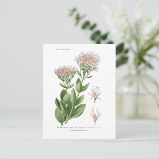 Sedum fabarium briefkaart (Staand voorkant)