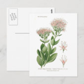 Sedum fabarium briefkaart (Voorkant / Achterkant)