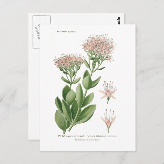 Sedum fabarium briefkaart (Voorkant / Achterkant)