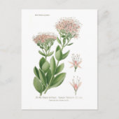 Sedum fabarium briefkaart (Voorkant)