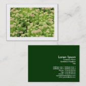 Sedum (herfst Joy) (grens) Visitekaartje (Voorkant / Achterkant)