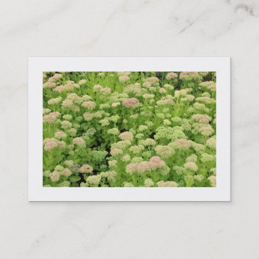 Sedum (herfst Joy) (grens) Visitekaartje (Voorkant)