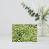 Sedum (herfst Joy) Visitekaartje (Staand voorkant)