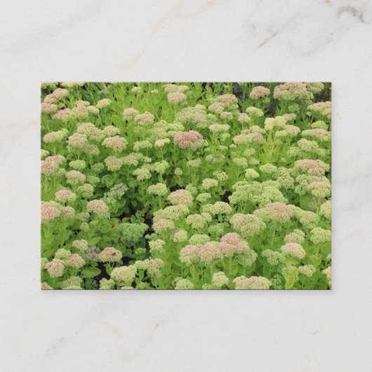 Sedum (herfst Joy) Visitekaartje (Voorkant)