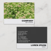 Sedum (herfst Joy) Visitekaartje (Voorkant / Achterkant)