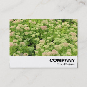 Sedum (herfst Joy) Visitekaartje
