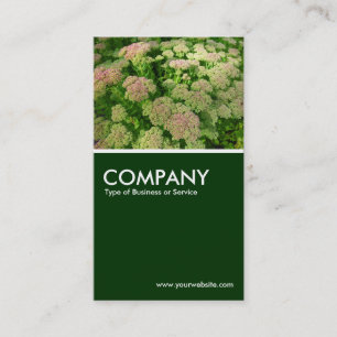 Sedum "Herfstvreugde" - Donkergroen Visitekaartje