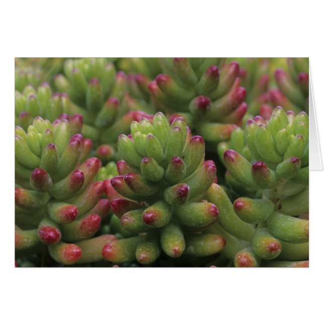 Sedum plant, Arizona-Sonora Desert Museum, (Voorkant Horizontaal)