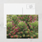 Sedum plant, Arizona-Sonora Desert Museum Briefkaart (Voorkant / Achterkant)