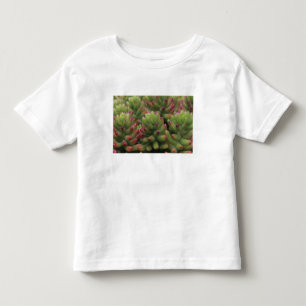 Sedum plant, Arizona-Sonora Desert Museum, Kinder Shirts