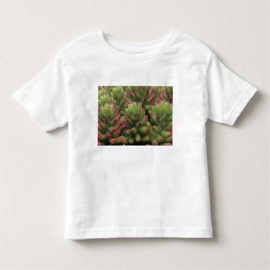 Sedum plant, Arizona-Sonora Desert Museum, Kinder Shirts (Voorkant)