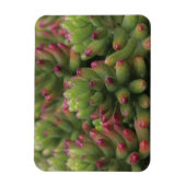 Sedum plant, Arizona-Sonora Desert Museum Magneet (Verticaal)