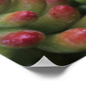 Sedum plant, Arizona-Sonora Desert Museum Poster (Hoek)