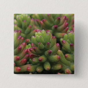 Sedum plant, Arizona-Sonora Desert Museum, Vierkante Button 5,1 Cm