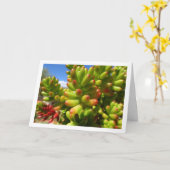 Sedum Rubrotinctum, Succulente Jelly Bean Plant Kaart (Gele Bloem)