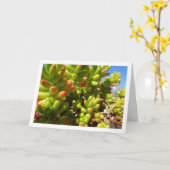 Sedum Rubrotinctum, Succulente Jelly Bean Plant Kaart (Gele Bloem)