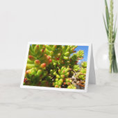 Sedum Rubrotinctum, Succulente Jelly Bean Plant Kaart (Voorkant)