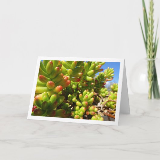 Sedum Rubrotinctum, Succulente Jelly Bean Plant Kaart (Voorkant)