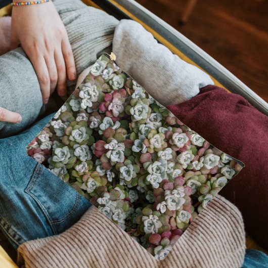 Sedum Spathulifolium Stonecrop Floral Etui