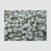 Sedum Spathulifolium Stonecrop Floral Tissuepapier (Voorkant)