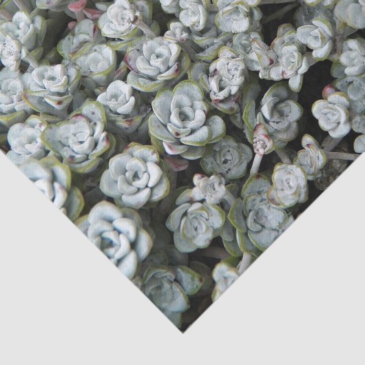 Sedum Spathulifolium Stonecrop Floral Tissuepapier (Detail)