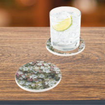 Sedum Spathulifolium Succulent Planten Floral