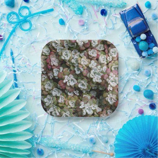 Sedum spathulifolium Succulents Floral Papieren Bordje (Feest)