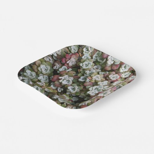 Sedum spathulifolium Succulents Floral Papieren Bordje (Gebogen)